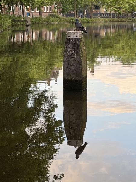 A solitary pigeon perches atop a weathered wooden post in the tranquil waters of a canal at Alexanderplein, Oost, Amsterdam